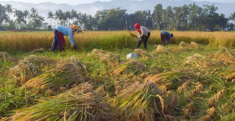 Teknologi Penyimpanan dan Pengolahan Pasca Panen